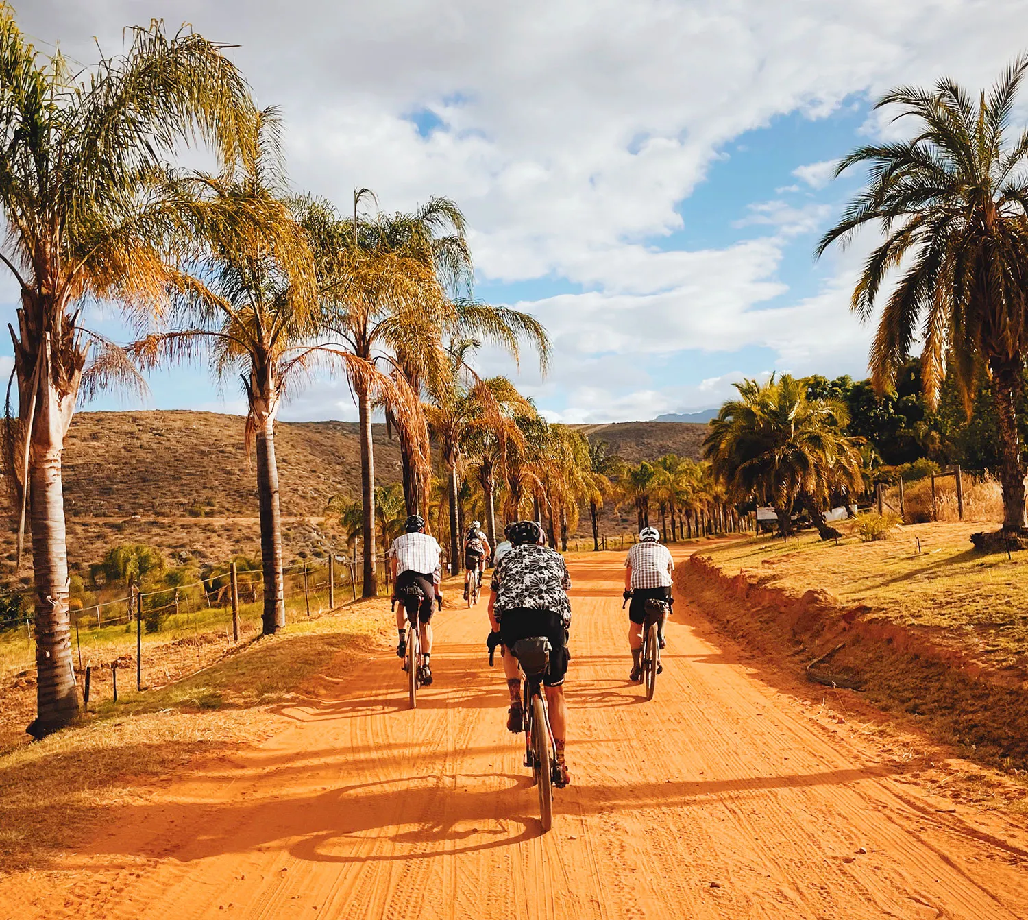 A group of cyclists riding a red dirt road lined with palm trees in the Cederberg